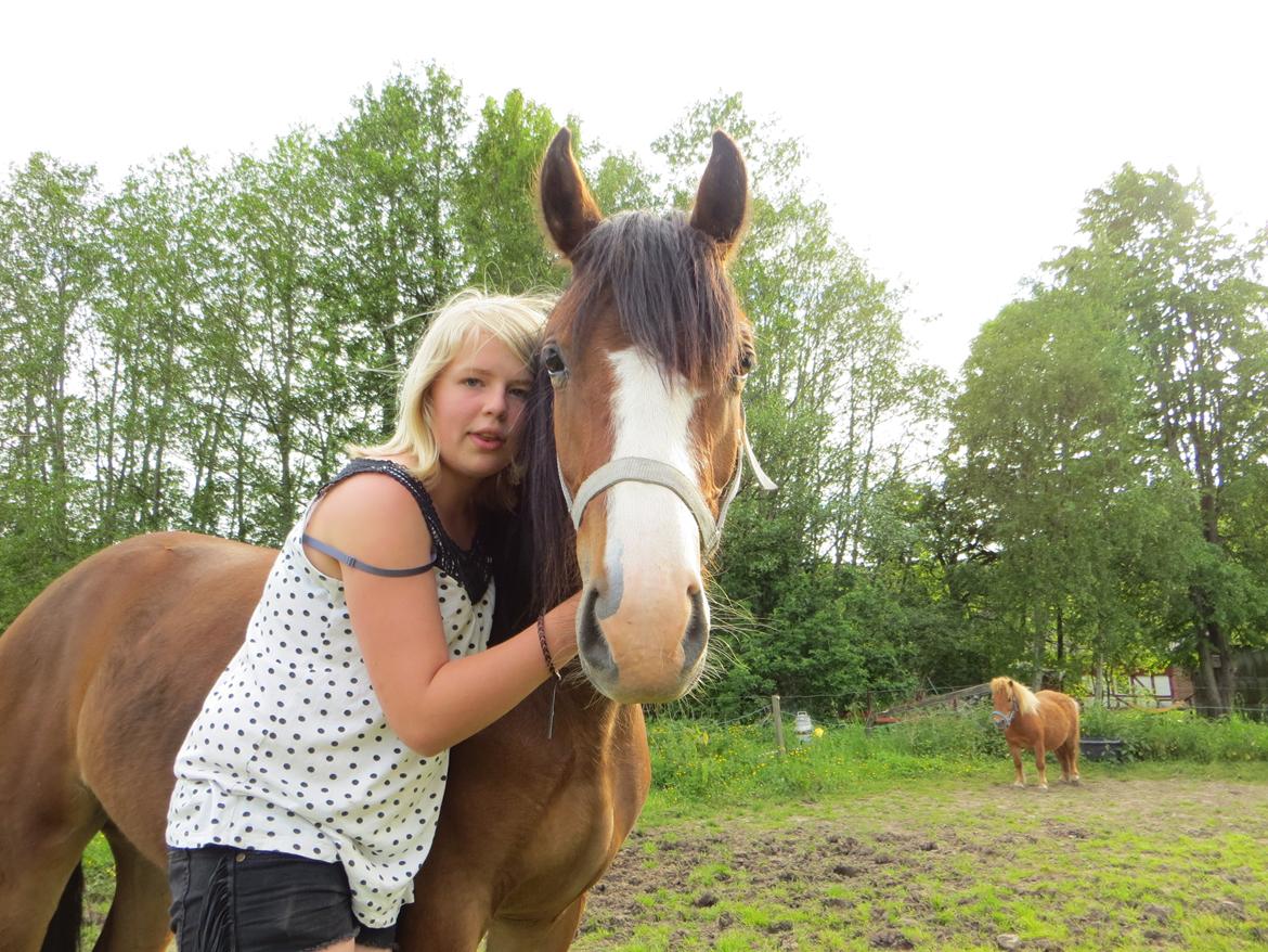 Welsh Pony (sec B) Asti - Han skal lige have et kram billede 1