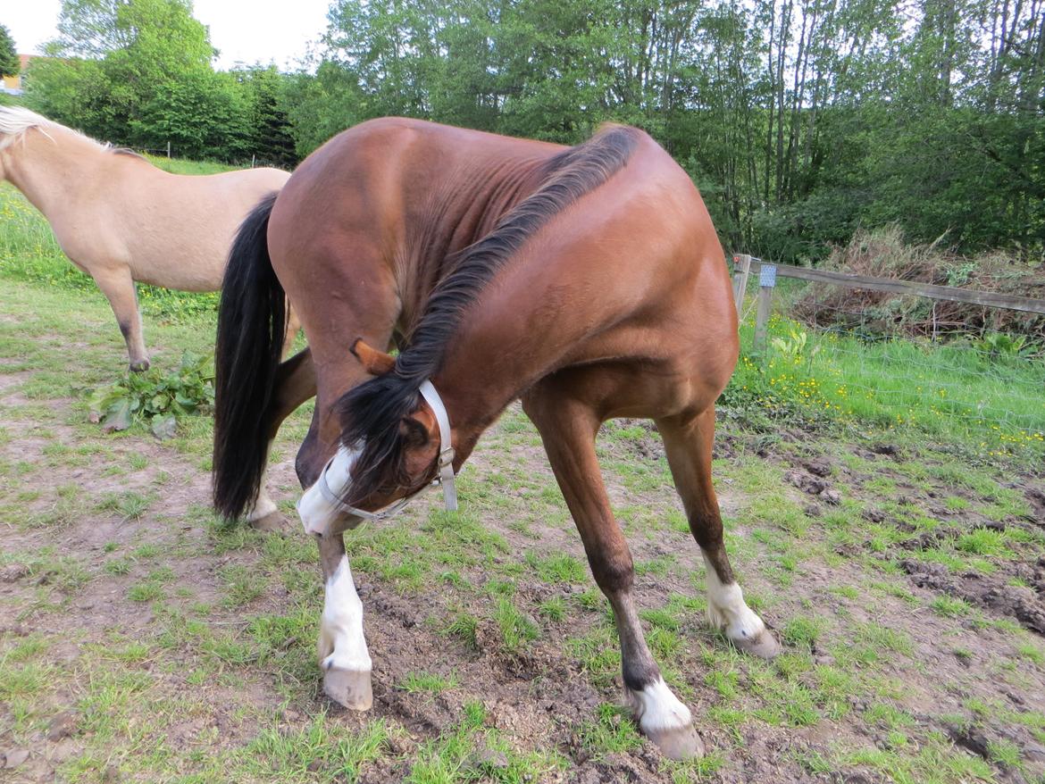 Welsh Pony (sec B) Asti billede 2