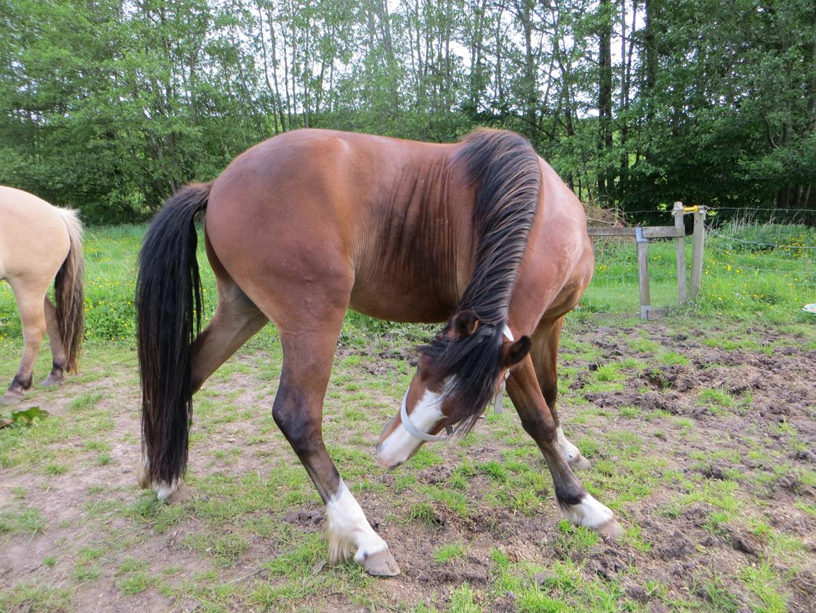 Welsh Pony (sec B) Asti billede 3