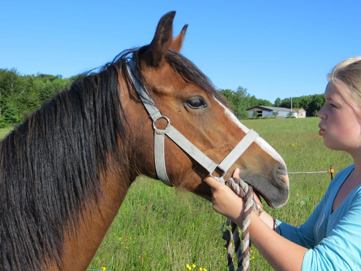 Welsh Pony (sec B) Asti billede 4