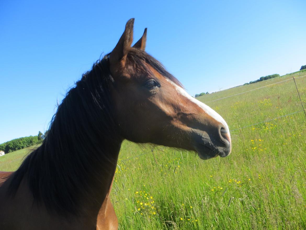Welsh Pony (sec B) Asti billede 5