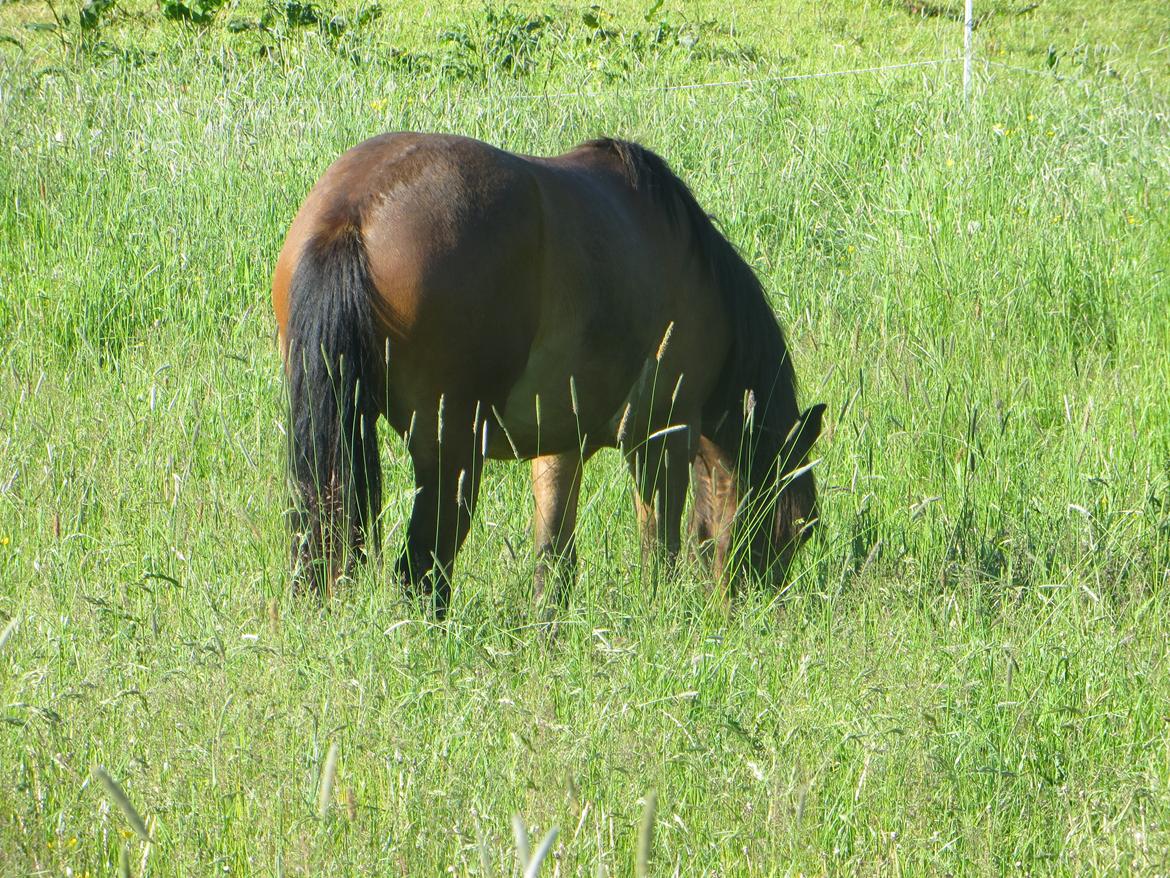 Welsh Pony (sec B) Asti billede 6