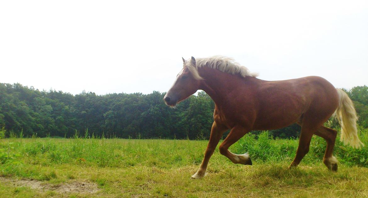 Haflinger Albert billede 1