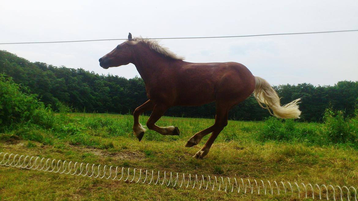 Haflinger Albert billede 2