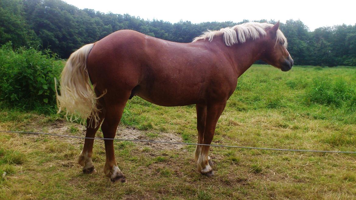 Haflinger Albert billede 3