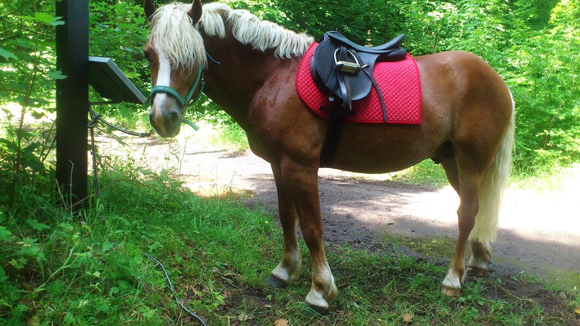 Haflinger Albert billede 4