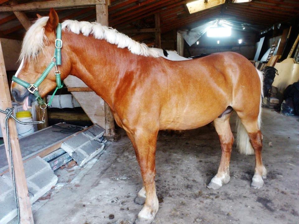 Haflinger Albert billede 6