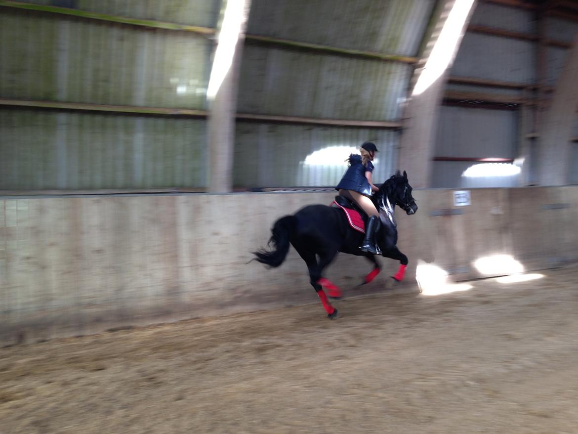 Frieser Tonia billede 13