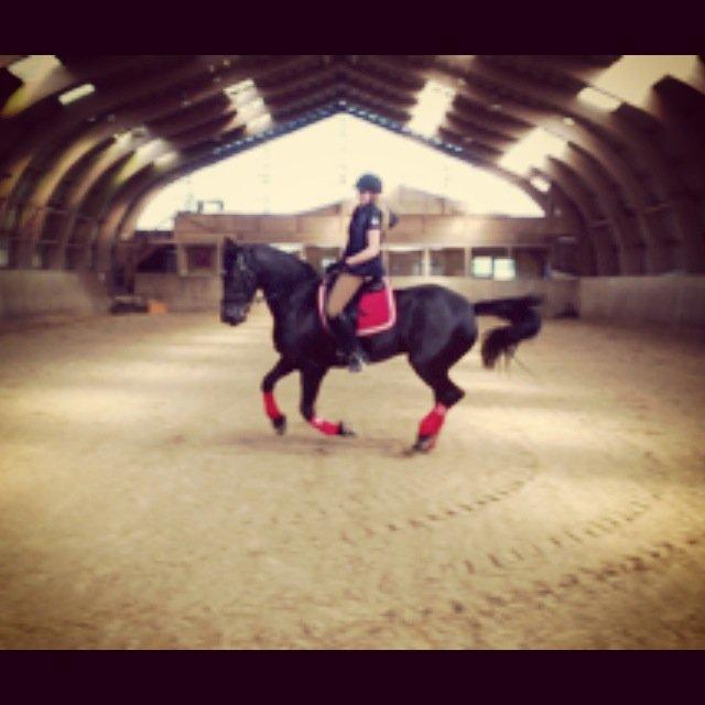 Frieser Tonia billede 18