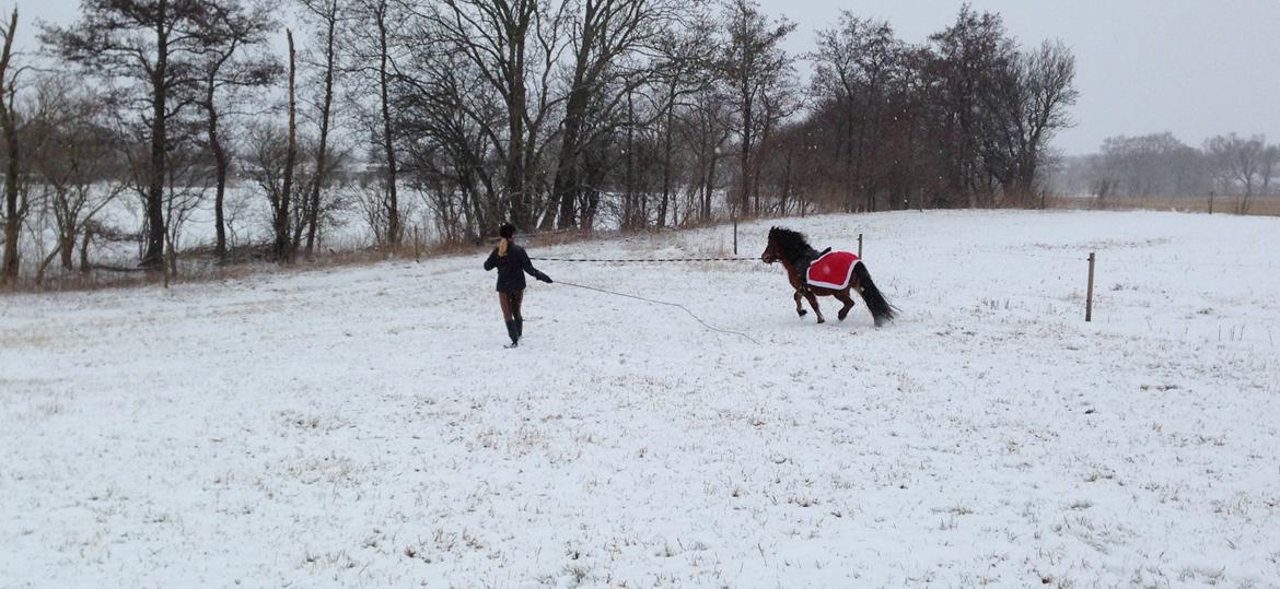 Anden særlig race Freja billede 7