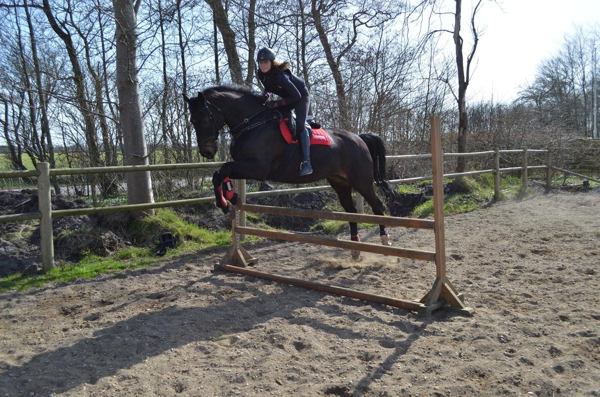 Holstener Camaro billede 15