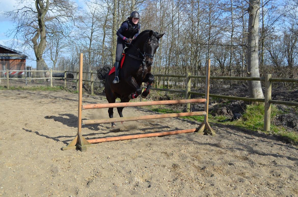 Holstener Camaro billede 16