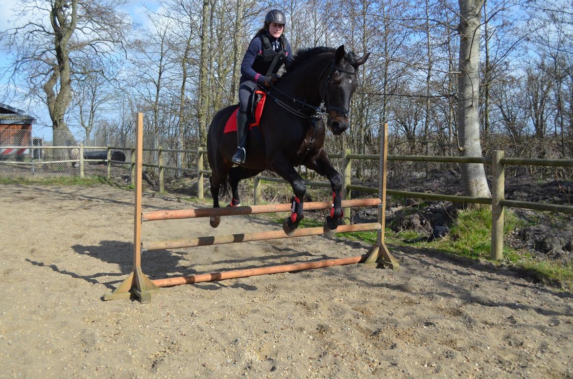 Holstener Camaro billede 17