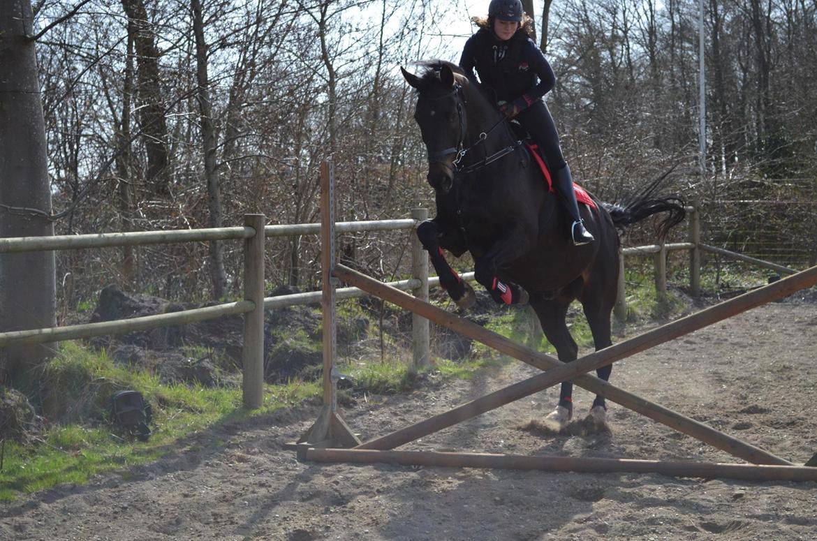 Holstener Camaro - min spring stjerne <3 billede 18