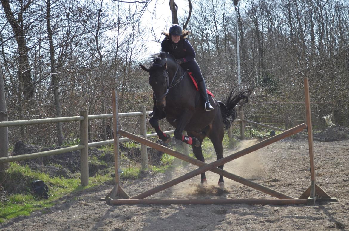 Holstener Camaro billede 19