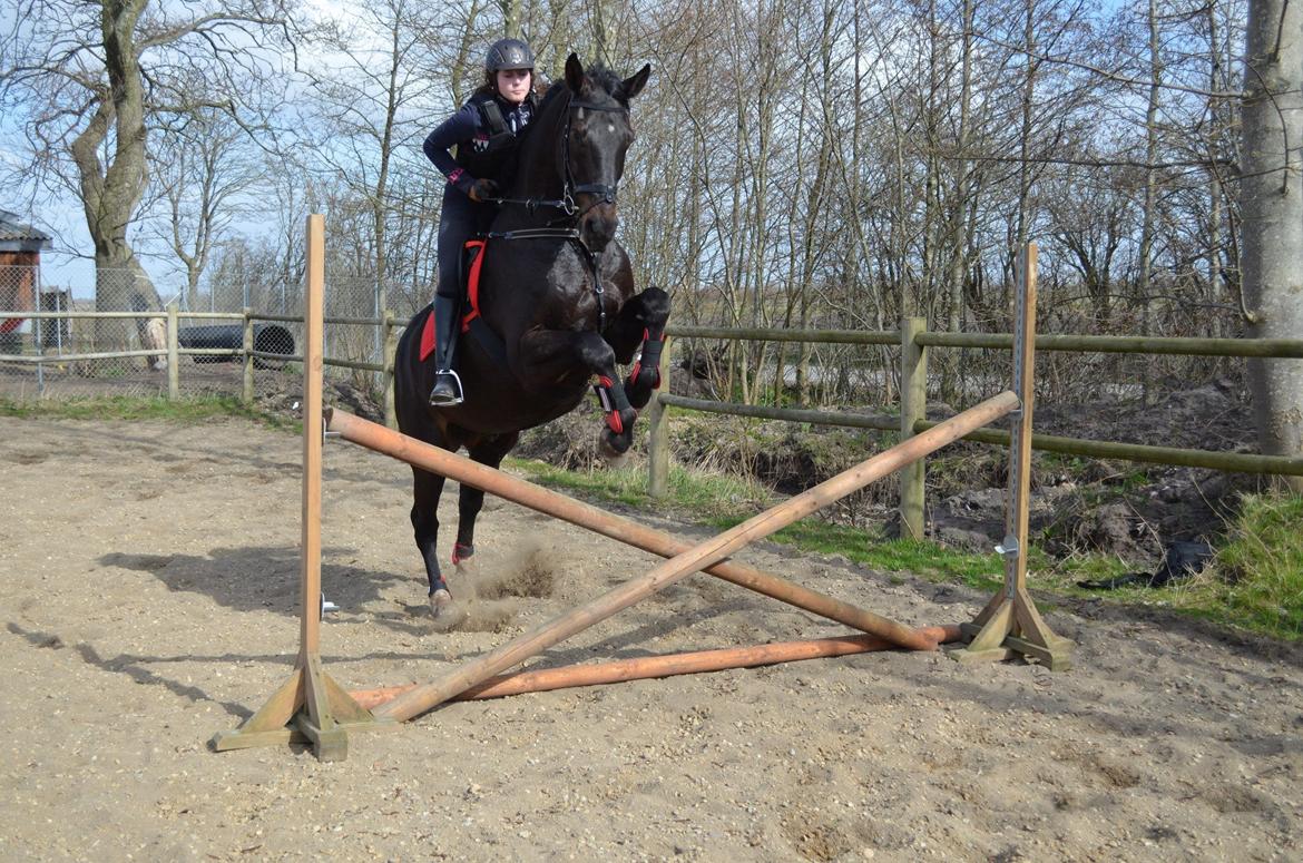 Holstener Camaro billede 20