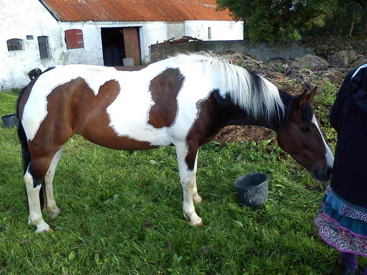 Anden særlig race Cassiopeja - På fold efter vores 40 km lange ridetur :)  billede 6