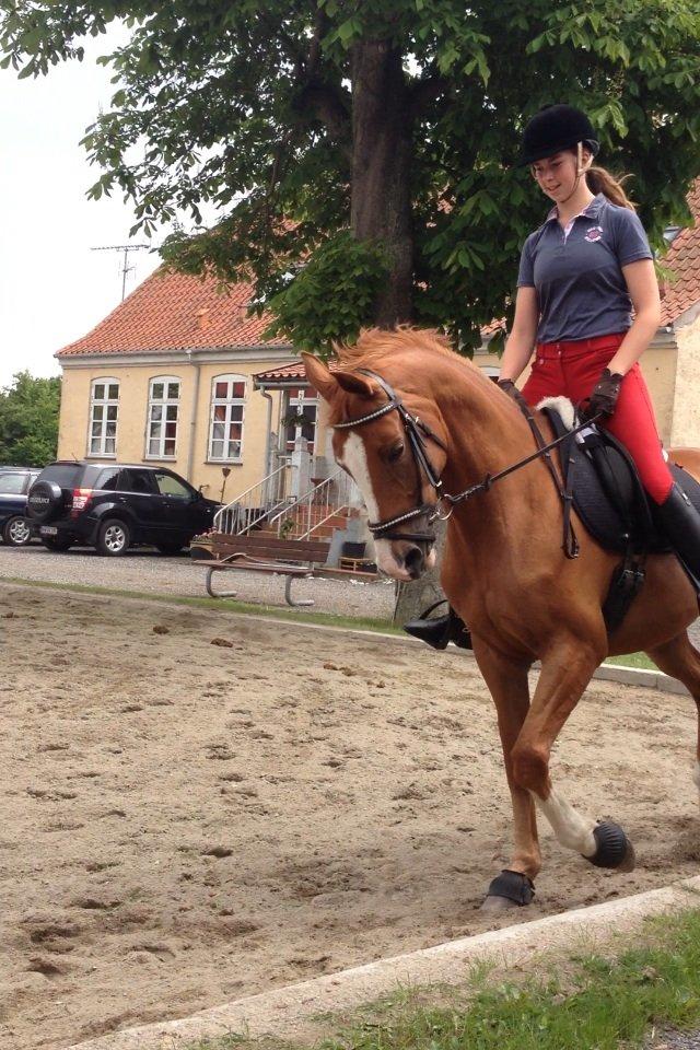 Trakehner Casja billede 12