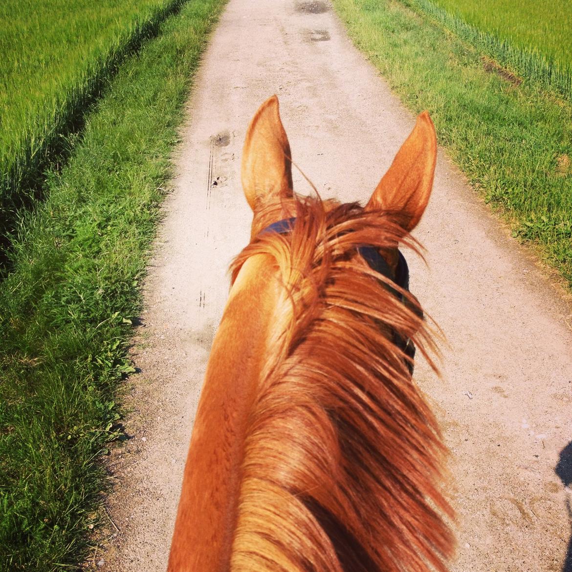 Trakehner Casja billede 13