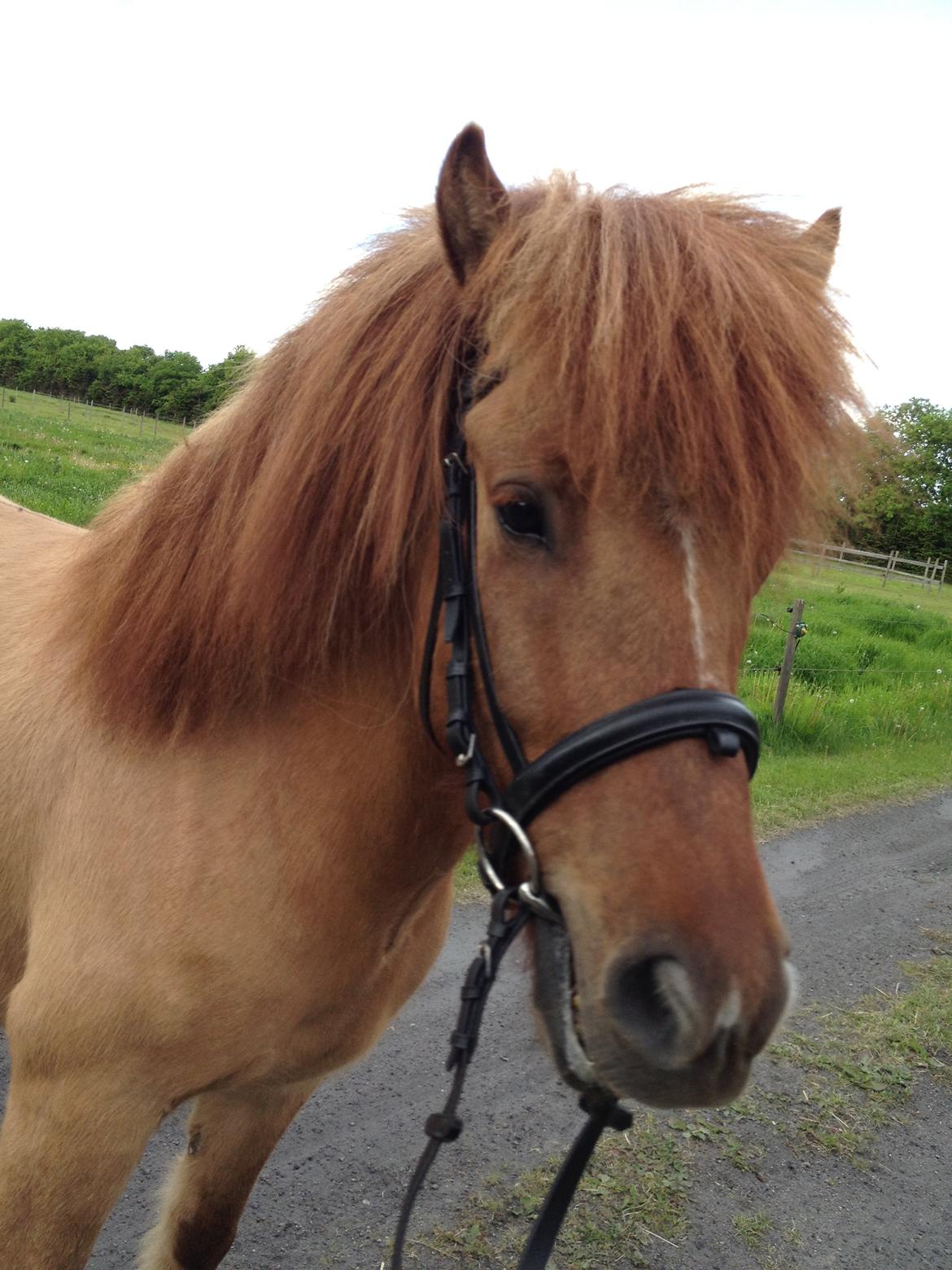 Islænder Baldur billede 13