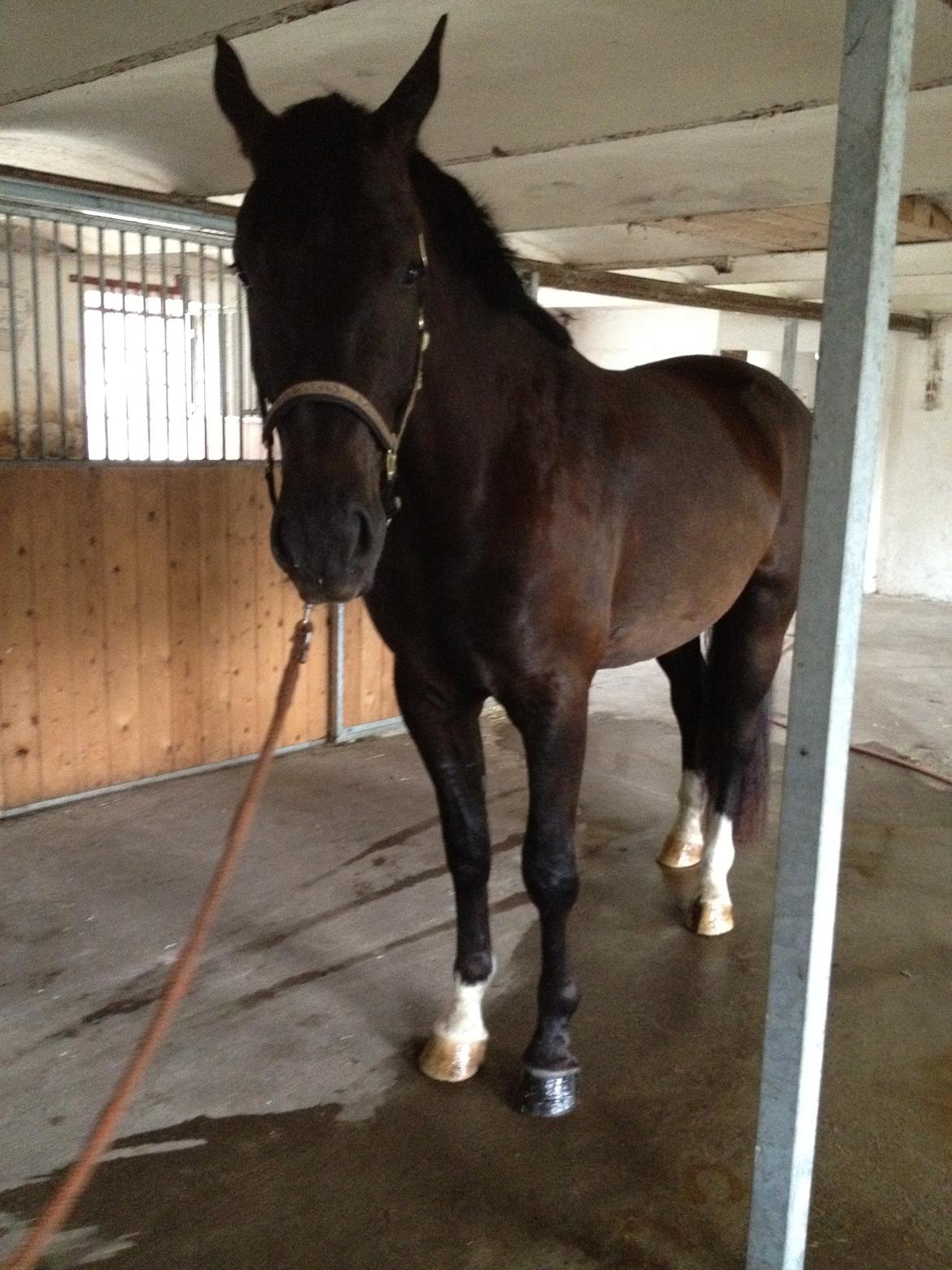 Anden særlig race Colardo - nu 3 år og stadig en flot fyr :) billede 22