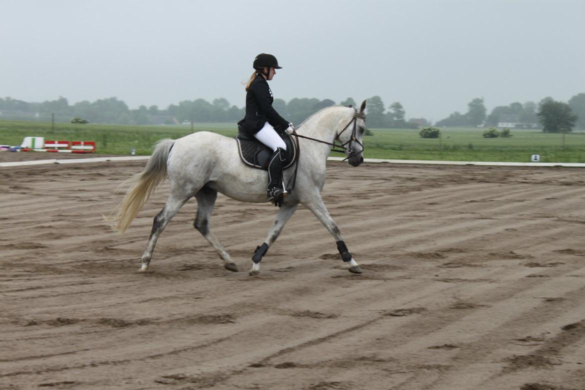 Arabisk fuldblod (OX) Inferno - Dressur LC2 144 point 3 plads<3 billede 19