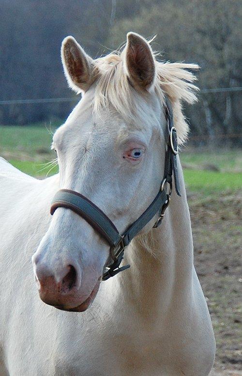 Tysk Sportspony Fyrstinde Feodora billede 5