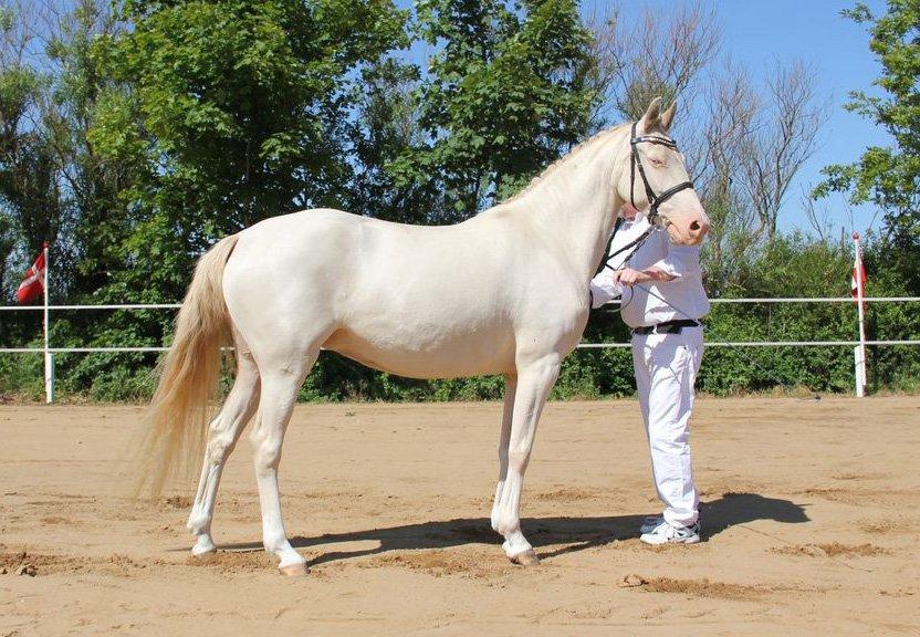 Tysk Sportspony Fyrstinde Feodora billede 9