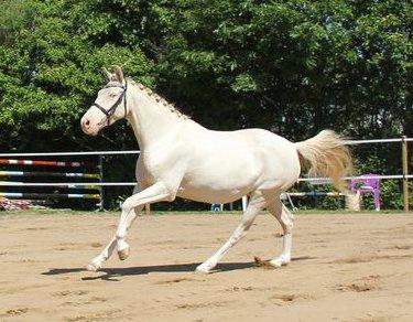 Tysk Sportspony Fyrstinde Feodora billede 7