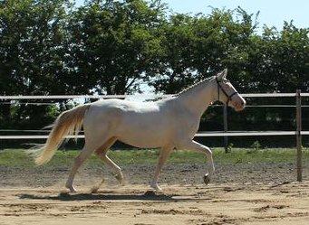 Tysk Sportspony Fyrstinde Feodora billede 6