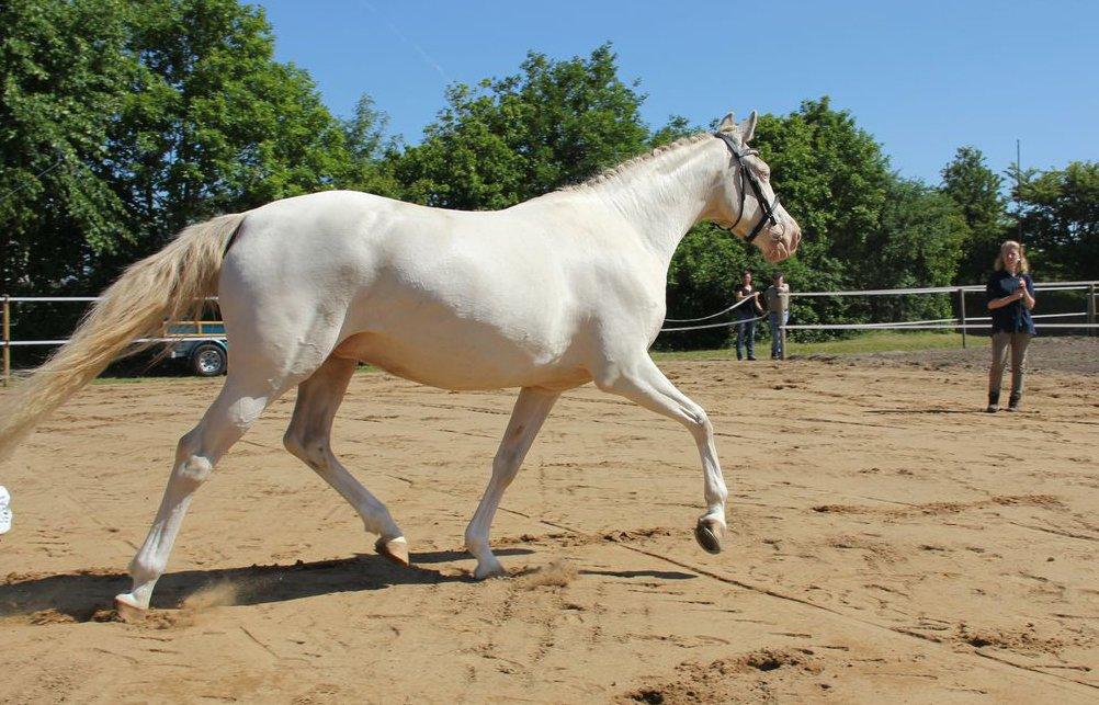 Tysk Sportspony Fyrstinde Feodora billede 8