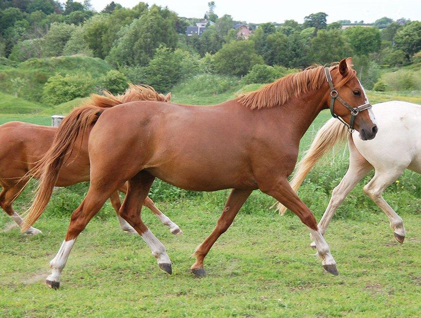 Tysk Sportspony Fredens Dornica billede 3