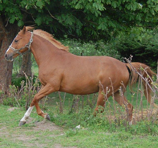 Tysk Sportspony Fredens Dornica billede 11