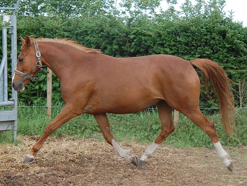 Tysk Sportspony Fredens Dornica billede 10