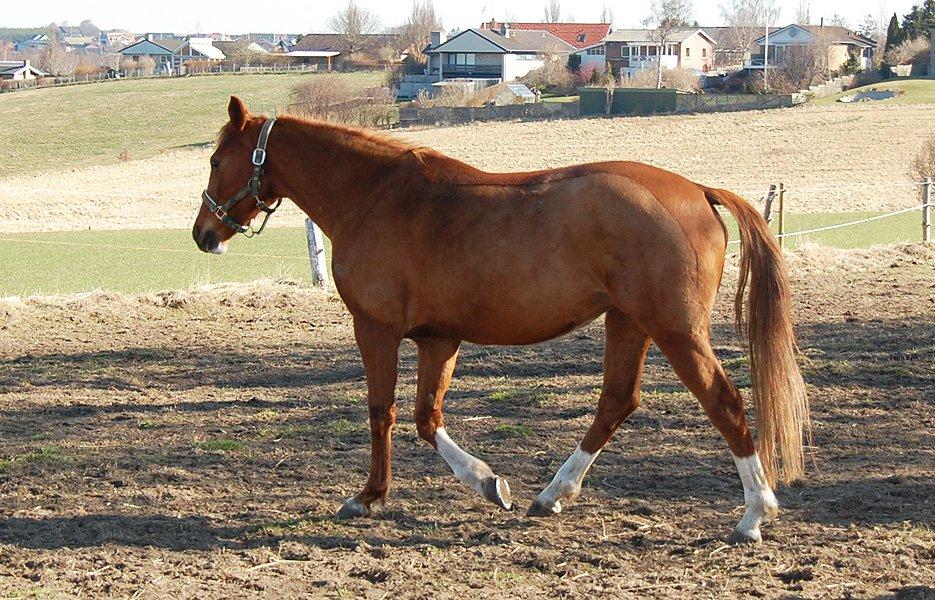 Tysk Sportspony Fredens Dornica billede 12