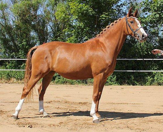 Tysk Sportspony Fredens Dornica billede 2