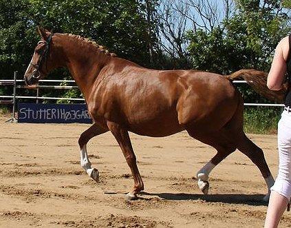 Tysk Sportspony Fredens Dornica billede 1