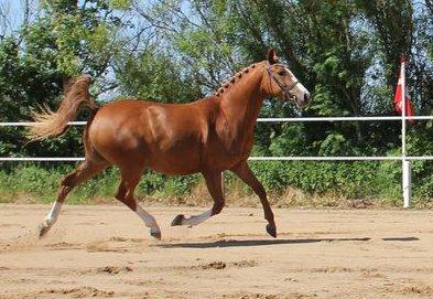 Tysk Sportspony Fredens Dornica billede 9