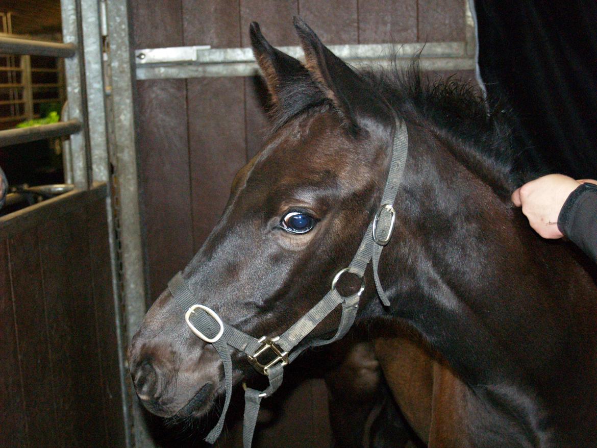 Hannoveraner Für Furisto - D. 22/06/2013, kåring i Hedensted, 2½md gammel billede 6