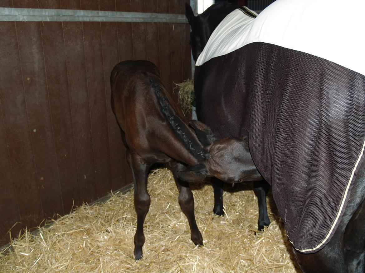 Hannoveraner Für Furisto - Følle blev lige sulten midt i alle de nye oplevelser billede 7