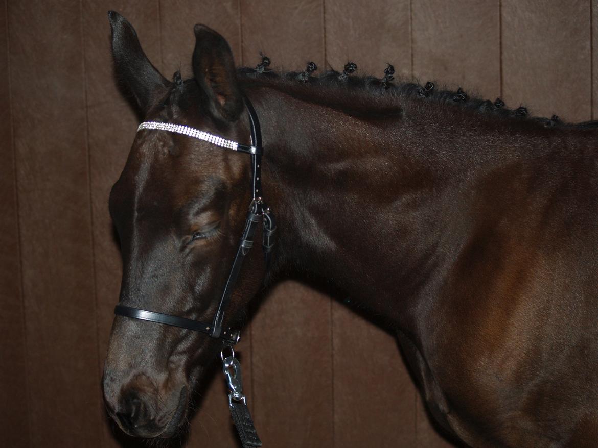 Hannoveraner Für Furisto - SÅ fin, men træt føllebarn med showgrime og fancy hår ;-) billede 8