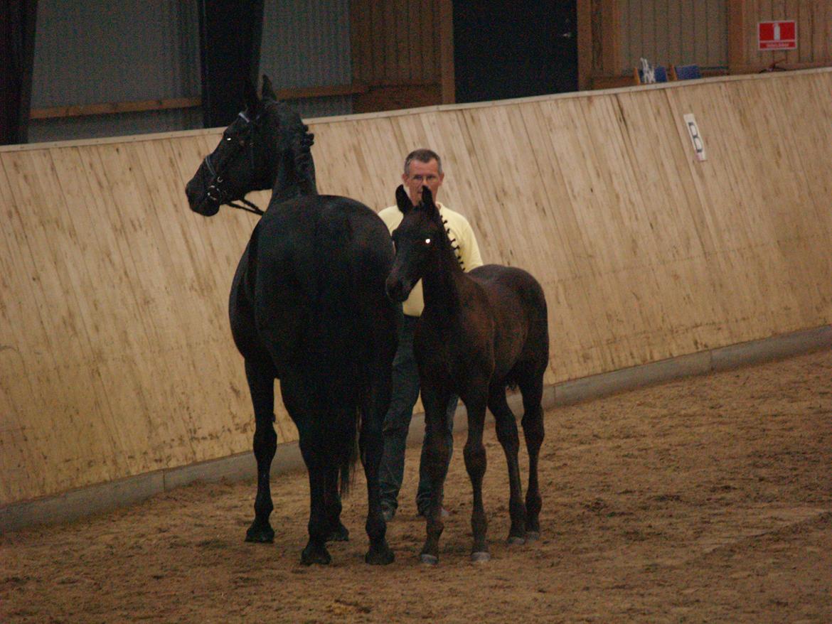 Hannoveraner Für Furisto - Med mor til eksteriørkåring, men absolut overbevist om at han var centrum billede 9