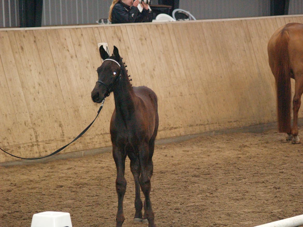 Hannoveraner Für Furisto - Så blev det Følles tur til at blive bedømt af de skrappe dommere billede 10