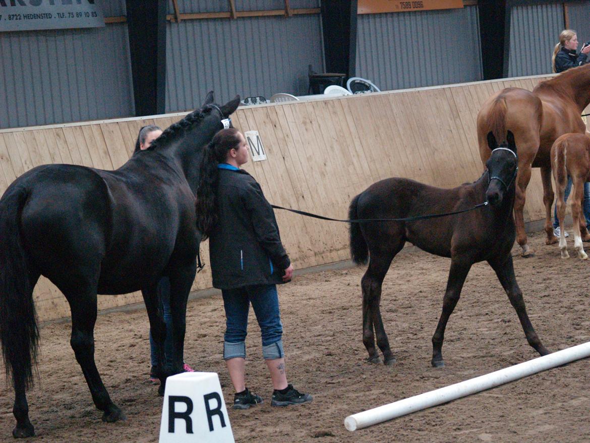 Hannoveraner Für Furisto - Med mor i ringen med alle de andre føl og hopper - har meget travlt med at charme tilskuerne ;-) billede 11