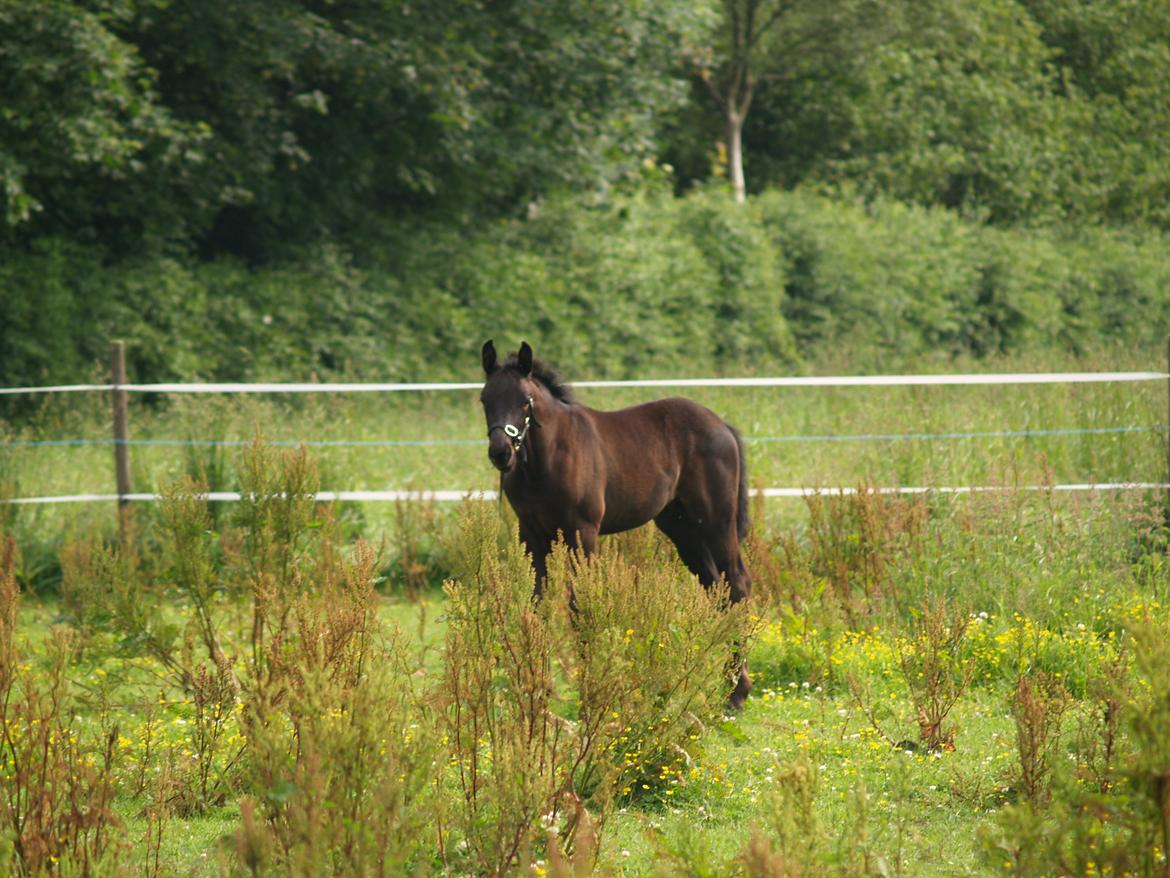 Hannoveraner Für Furisto - D. 22/06/2013, endelig hjemme på folden igen billede 12