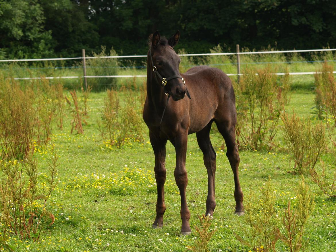 Hannoveraner Für Furisto billede 13