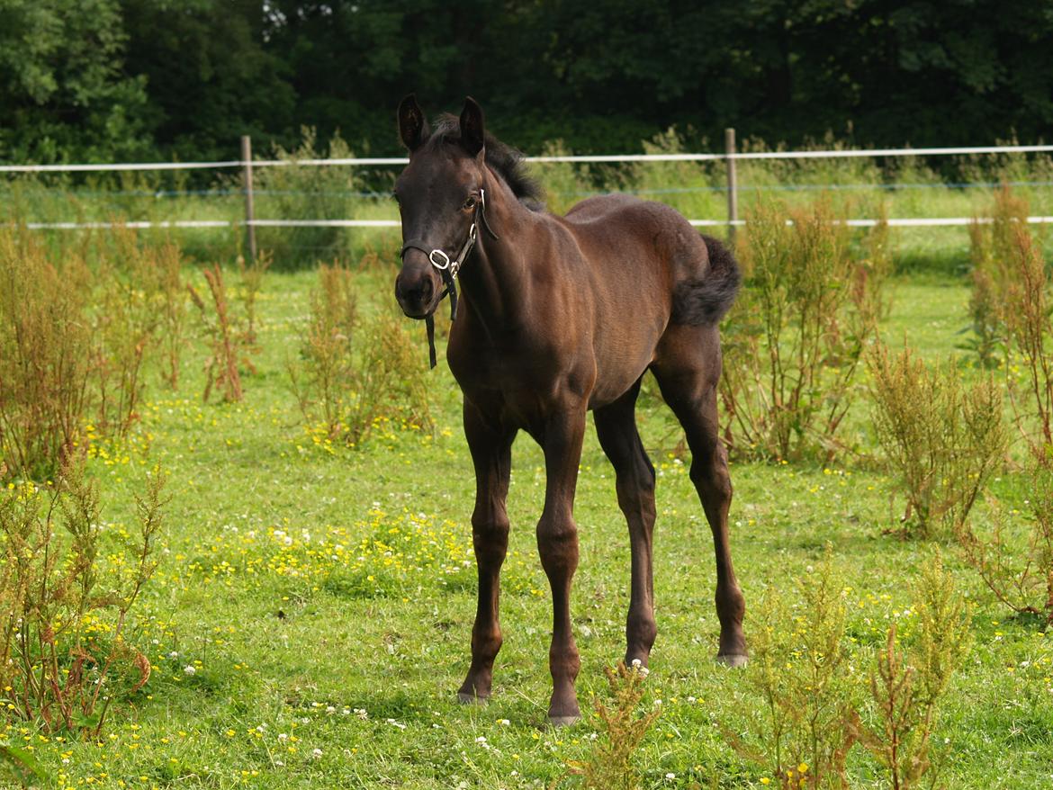 Hannoveraner Für Furisto billede 14