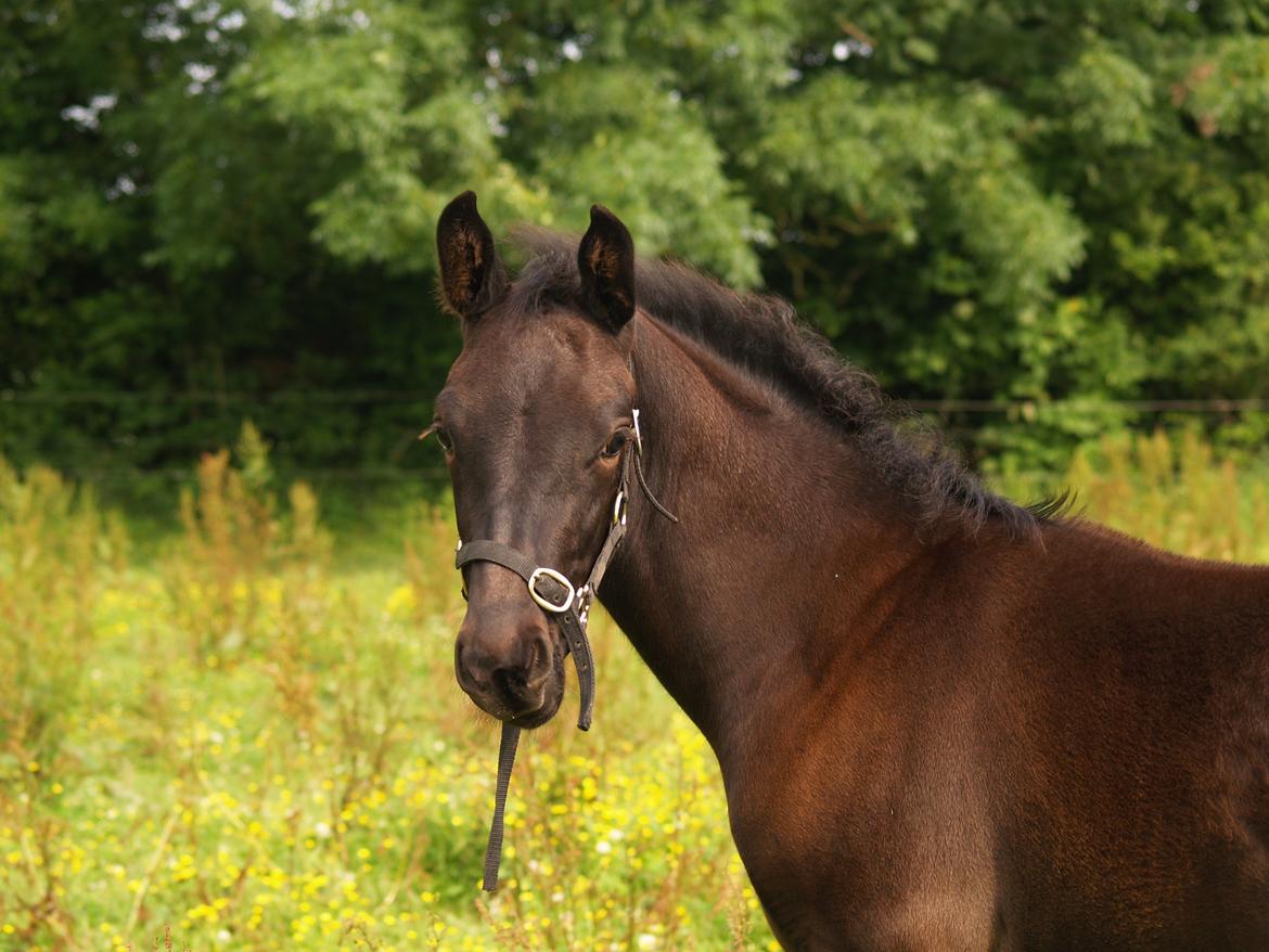 Hannoveraner Für Furisto billede 15
