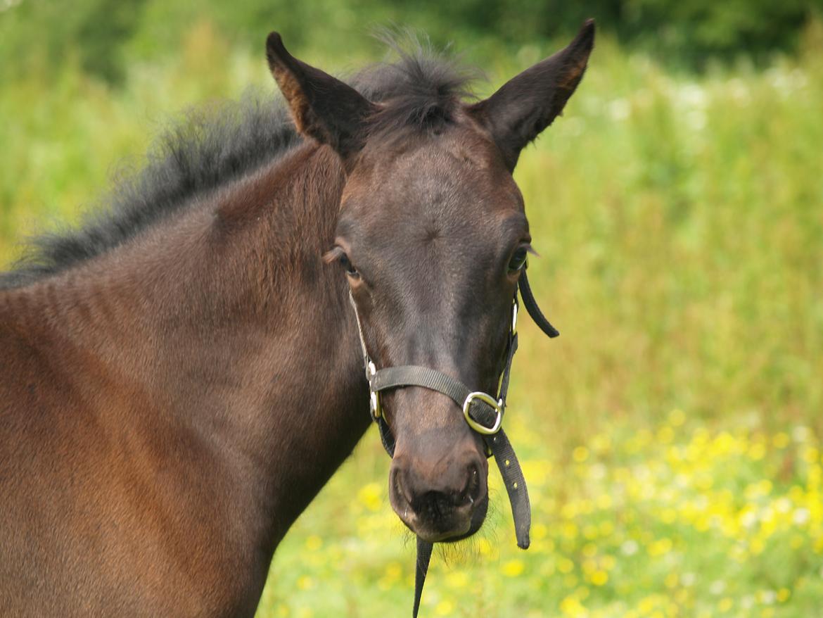 Hannoveraner Für Furisto billede 16