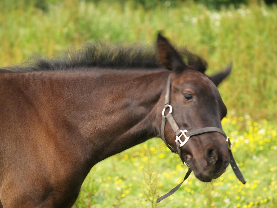 Hannoveraner Für Furisto billede 17